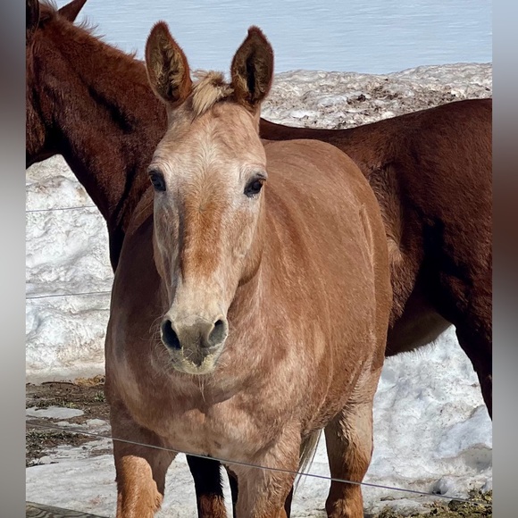 Welcome to Miss D’s closet - Picture 3 of 4